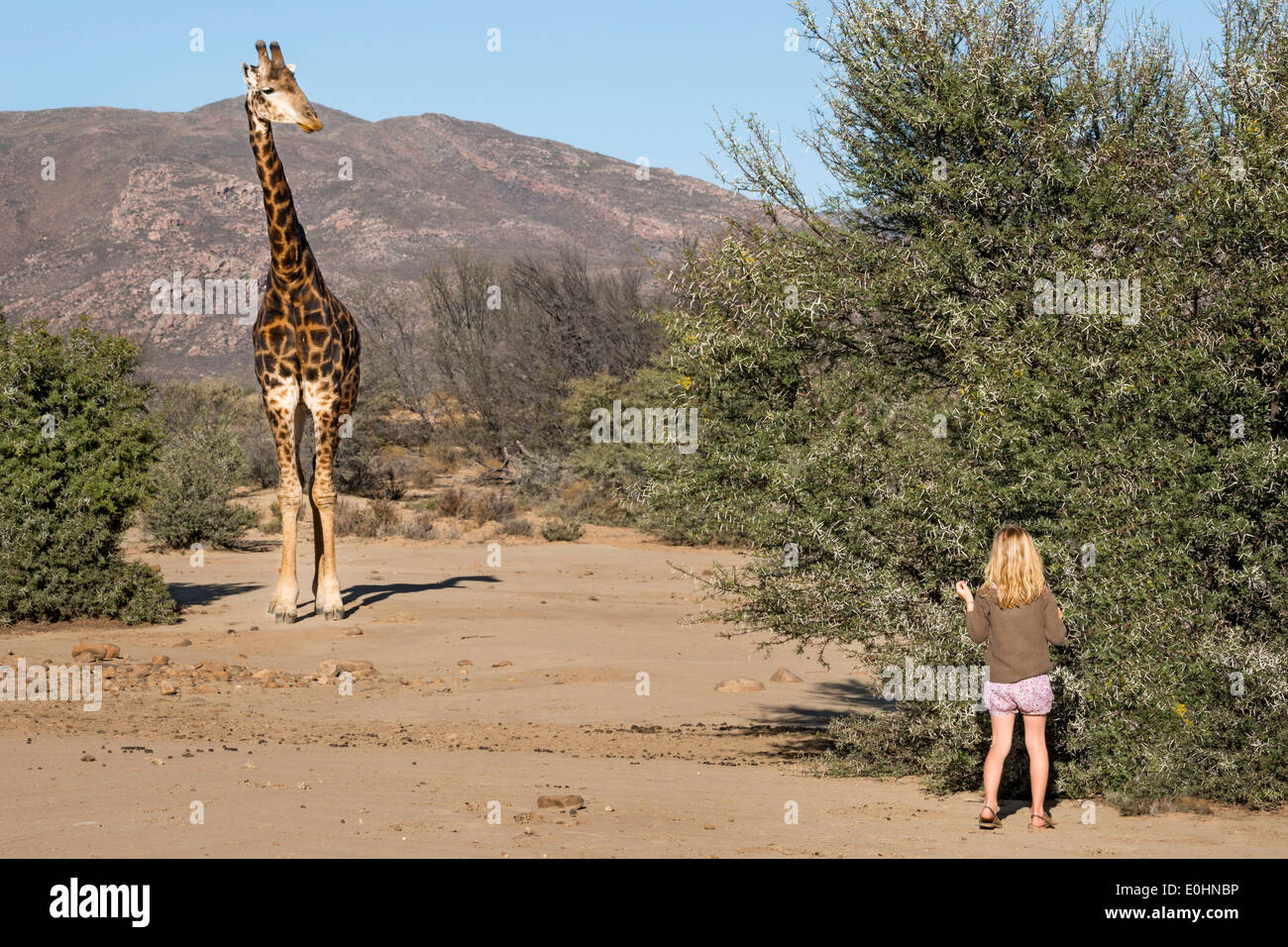 Giraffe watches a young girl standing near a bush on a walking safari, Inverdoorn Game Reserve, Karoo desert, South Africa Stock Photo