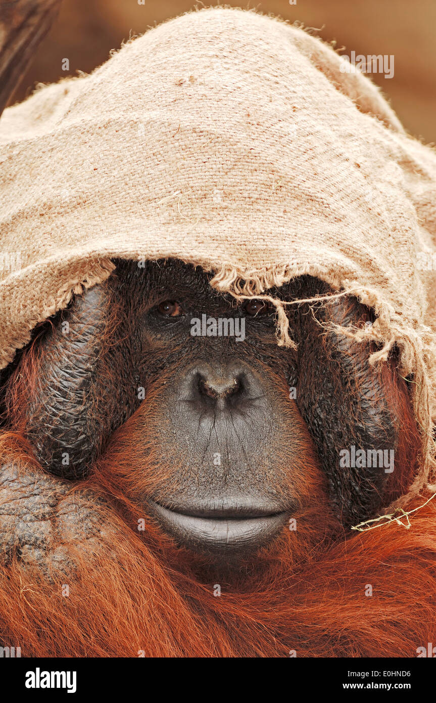 Bornean Orangutan (Pongo pygmaeus pygmaeus) , male in captivity Stock Photo