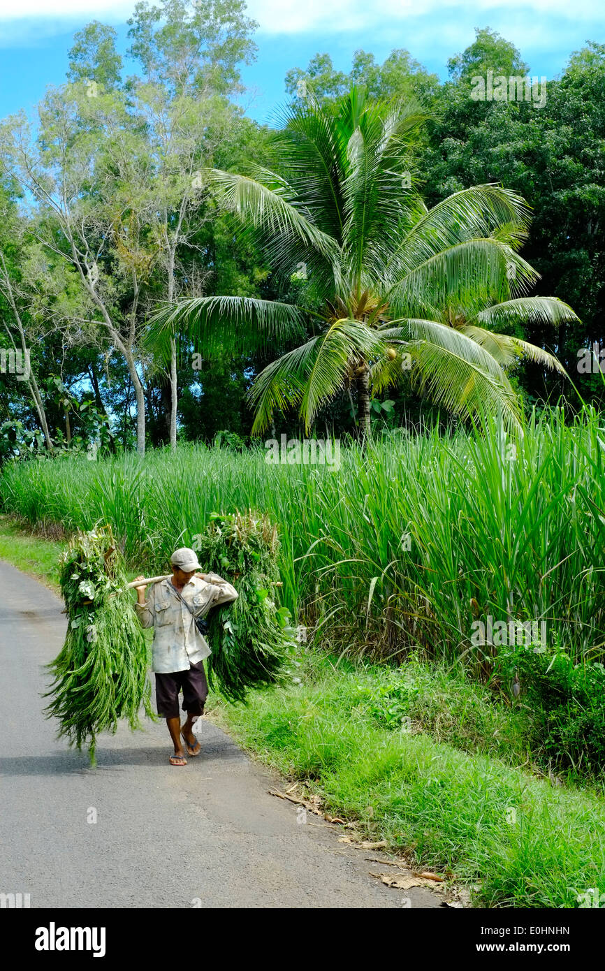 local man carrying bundle of grasses in a tropical landscape of palm trees and lush green crops east java indonesia Stock Photo