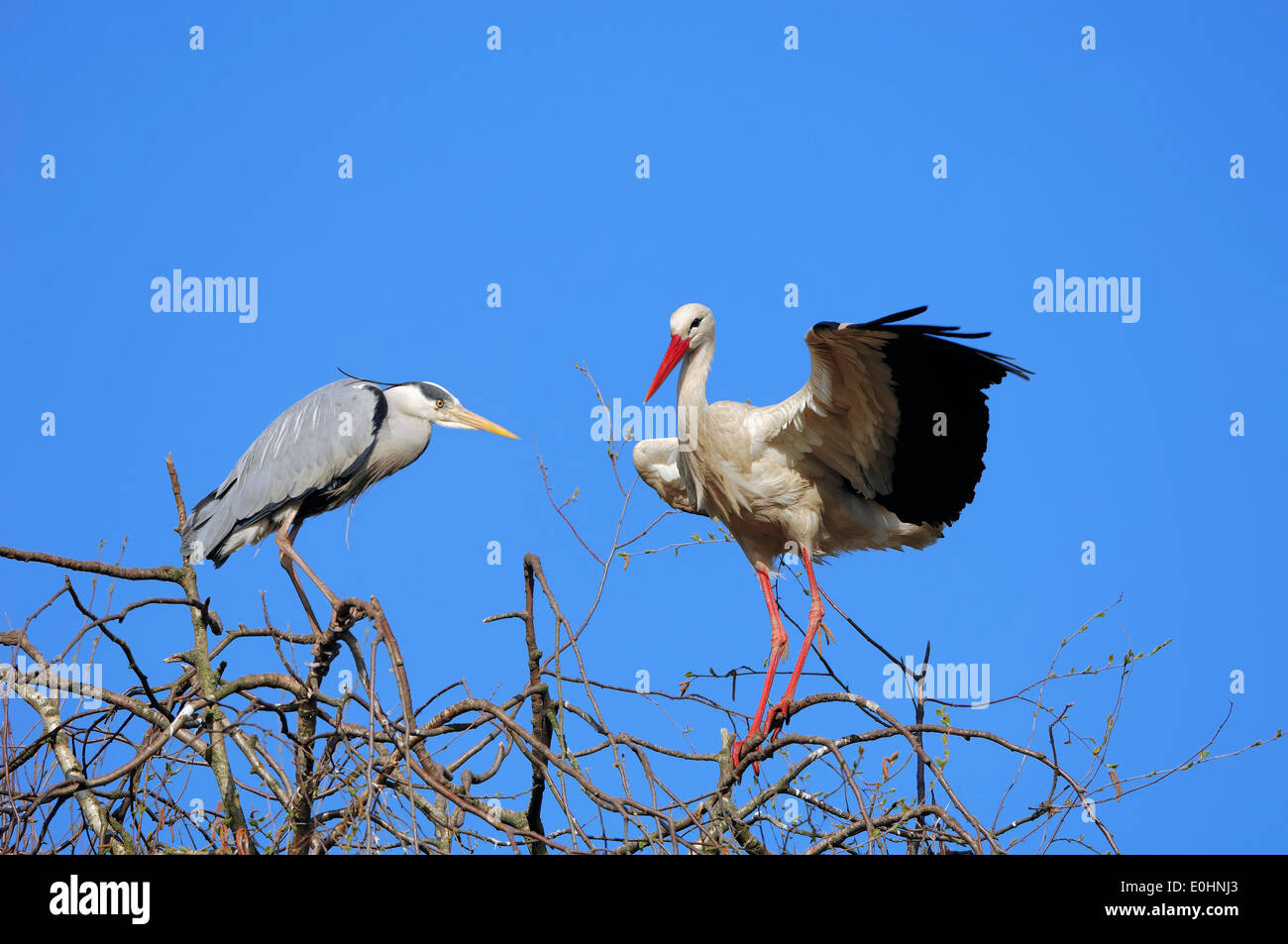 Grey Heron (Ardea cinerea) and White Stork (Ciconia ciconia), North Rhine-Westphalia, Germany Stock Photo