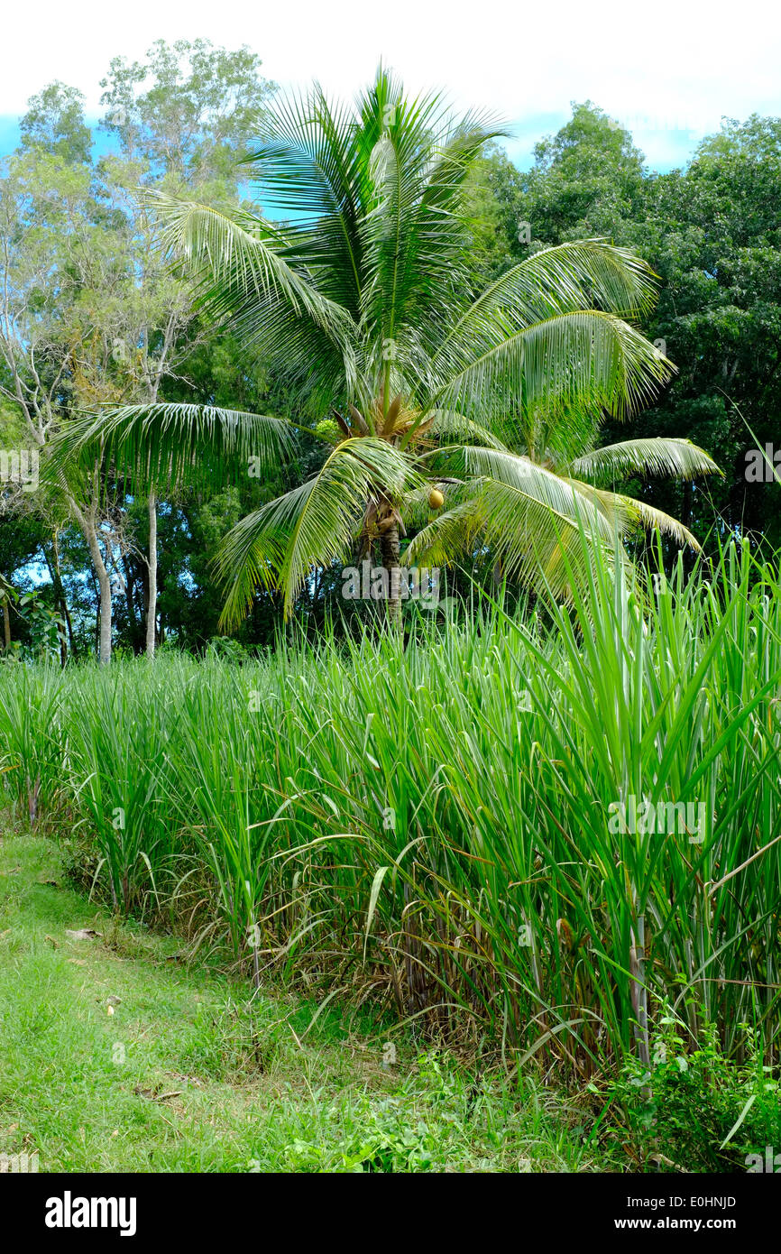 tropical landscape of palm trees and lush green crops east java ...