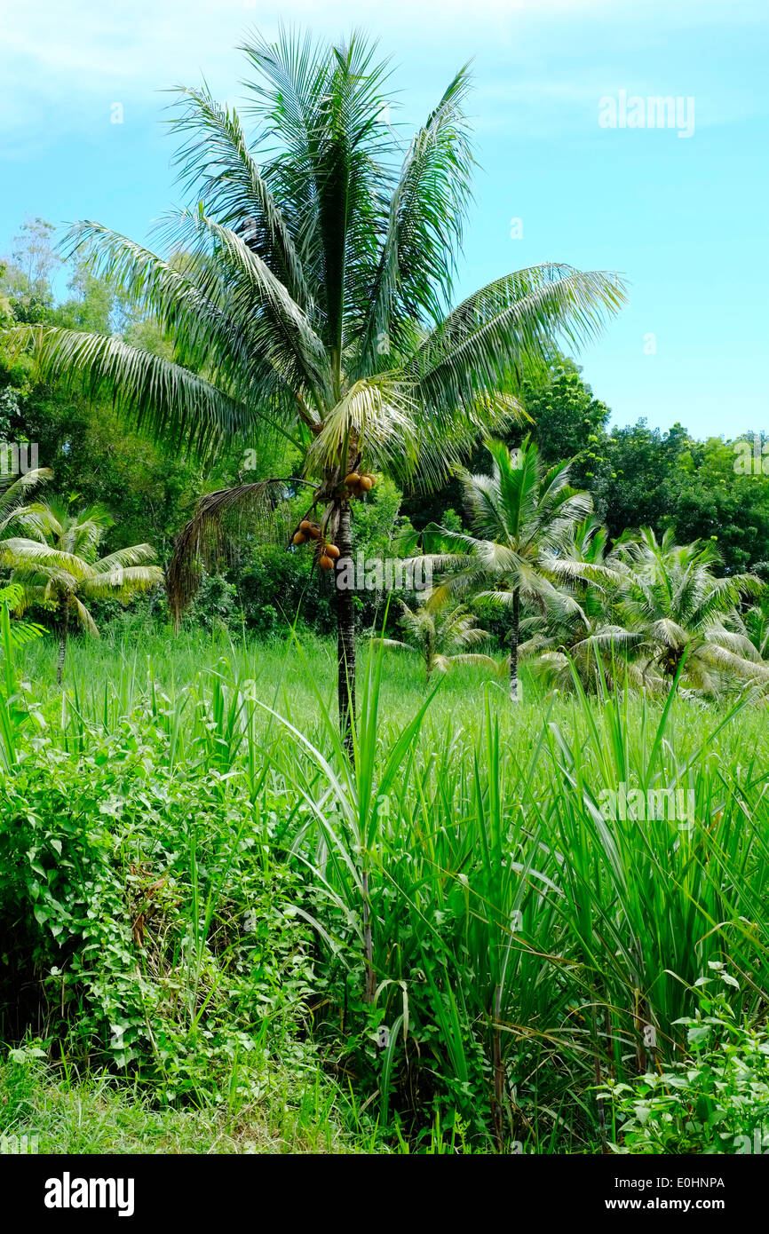 tropical landscape of palm trees and lush green crops east java indonesia Stock Photo