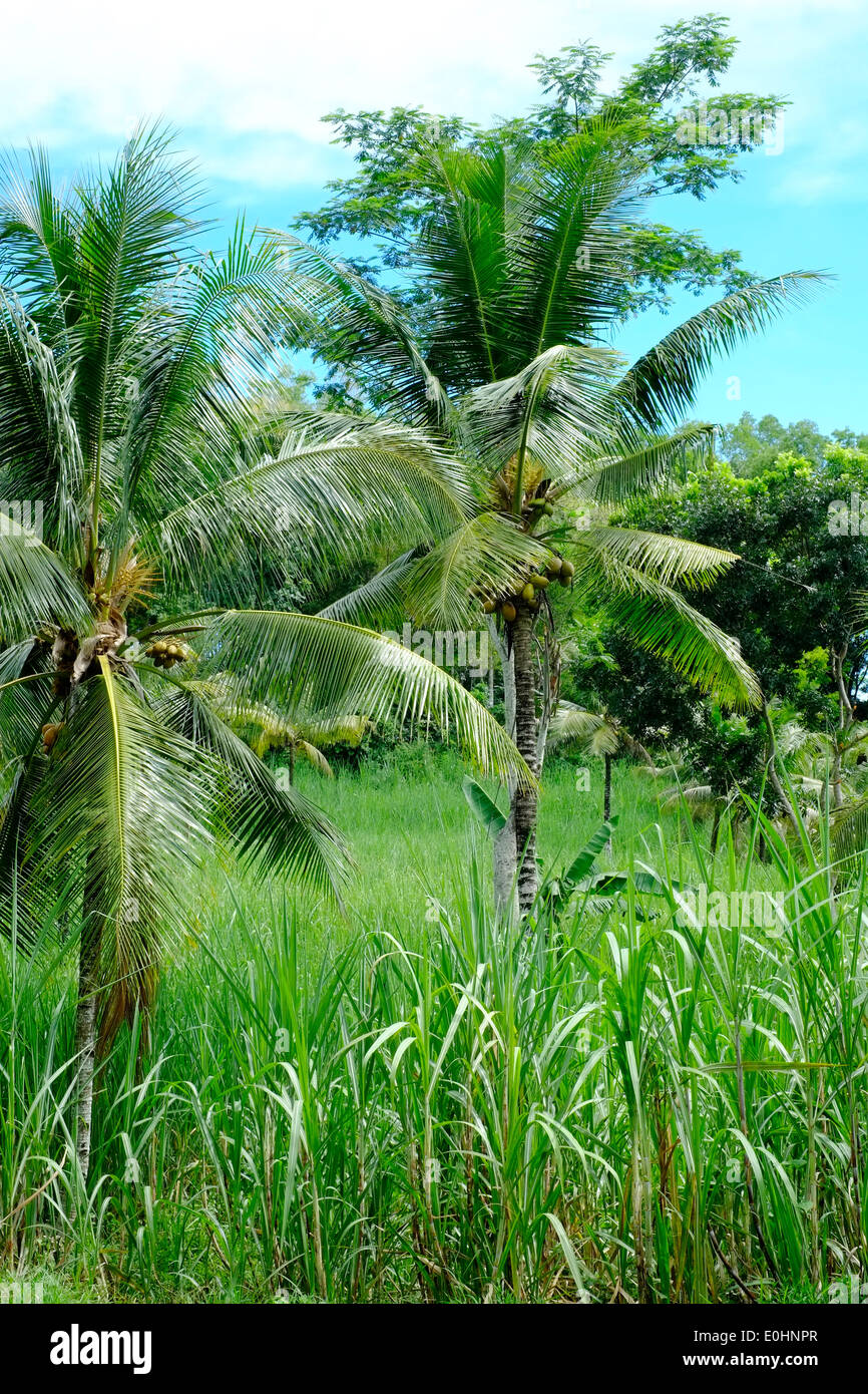 tropical landscape of palm trees and lush green crops east java indonesia Stock Photo