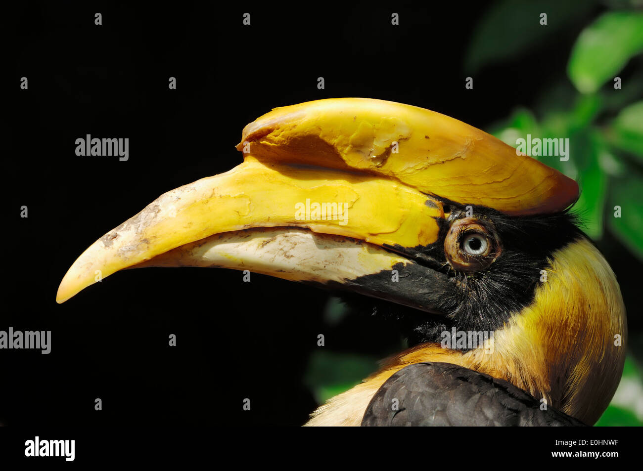Great Indian Hornbill or Great Pied Hornbill (Buceros bicornis), female Stock Photo