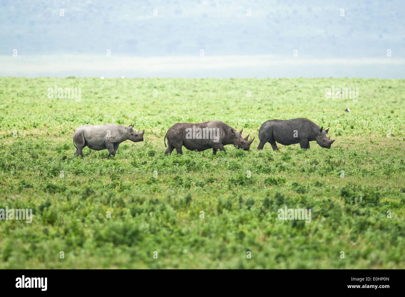 black rhinoceros (Diceros bicornis) Photographed in Tanzania Stock Photo
