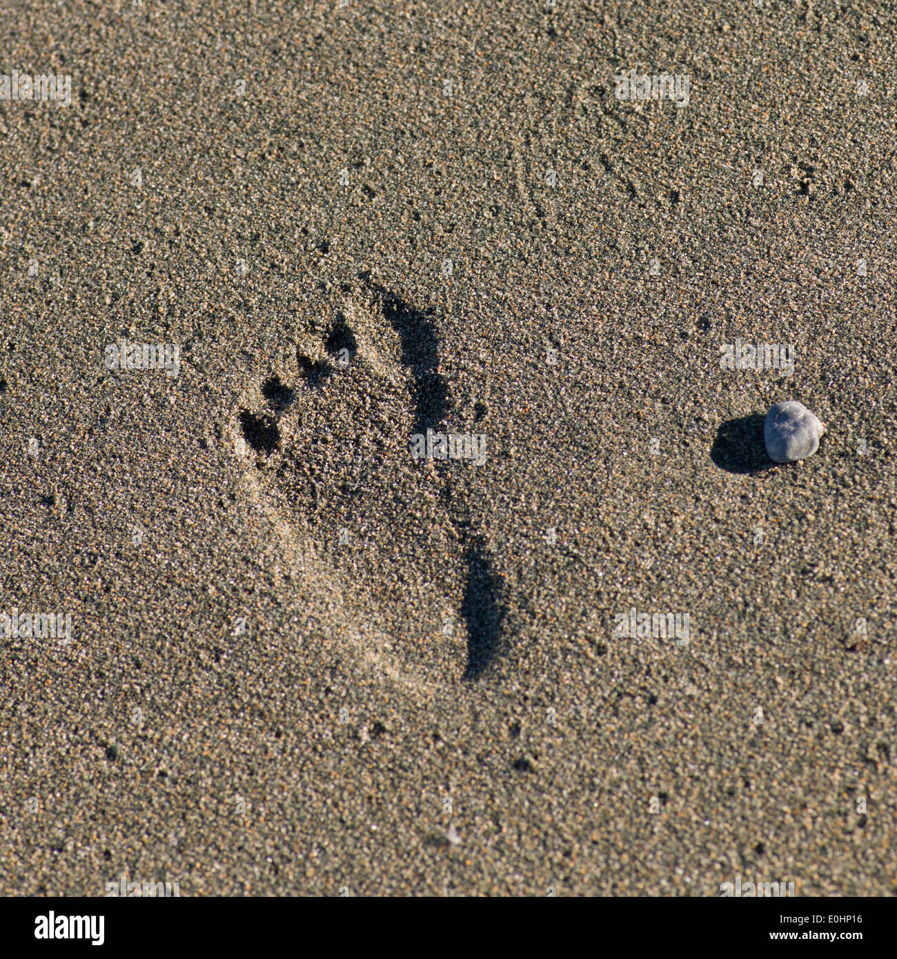 Footprint in sand, North Twillingate Island, Newfoundland And Labrador, Canada Stock Photo