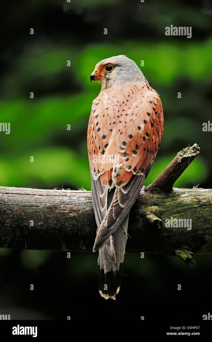 Common Kestrel Falco Tinnunculus Adult Male Hi res Stock Photography 