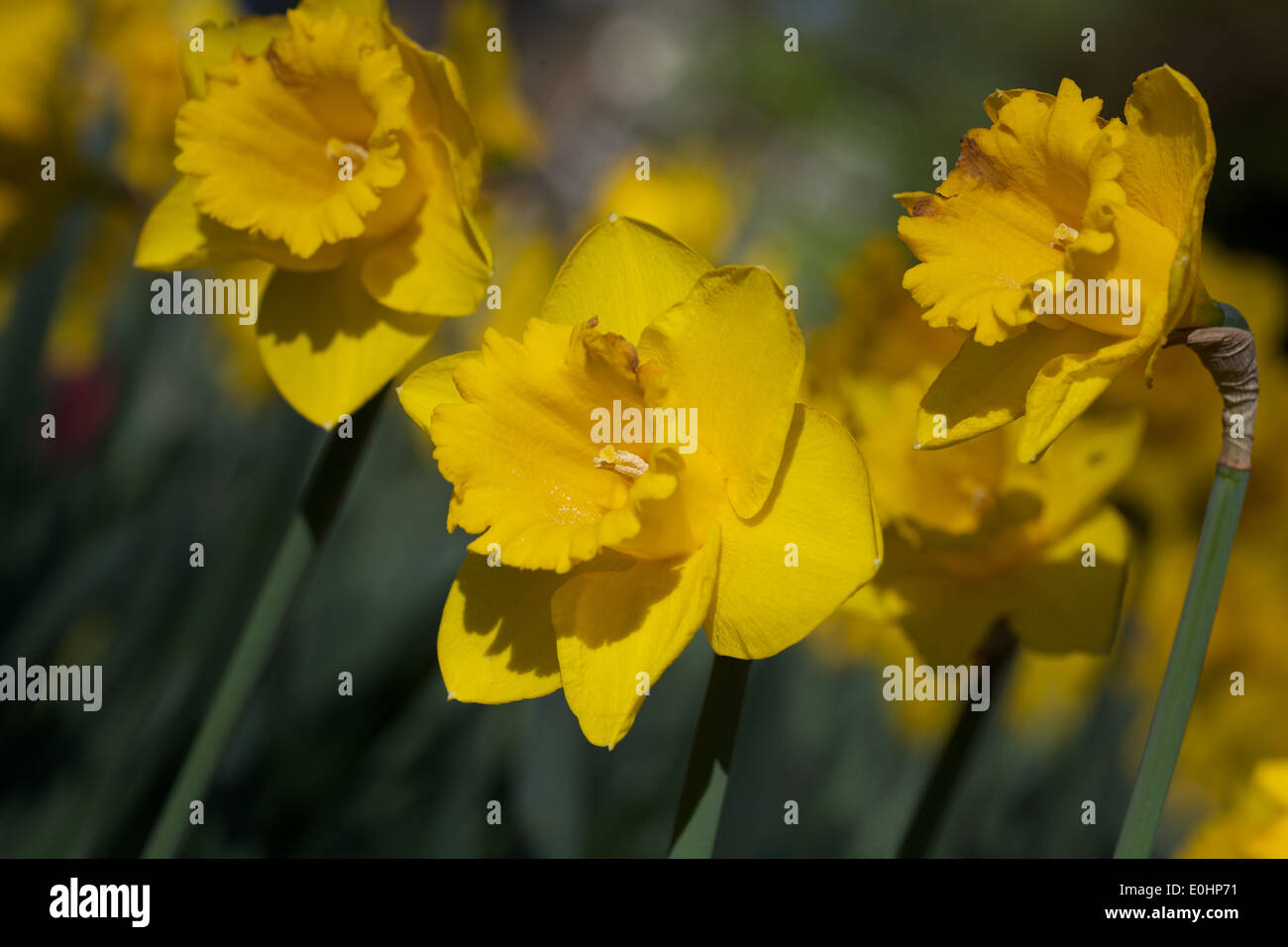 daffodils in Museum Gardens in York Stock Photo - Alamy