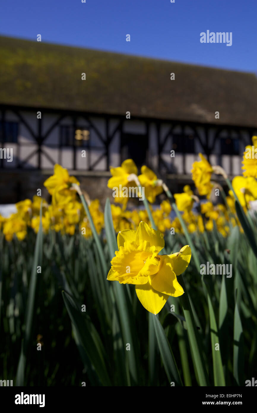 daffodils in Museum Gardens in York Stock Photo Alamy