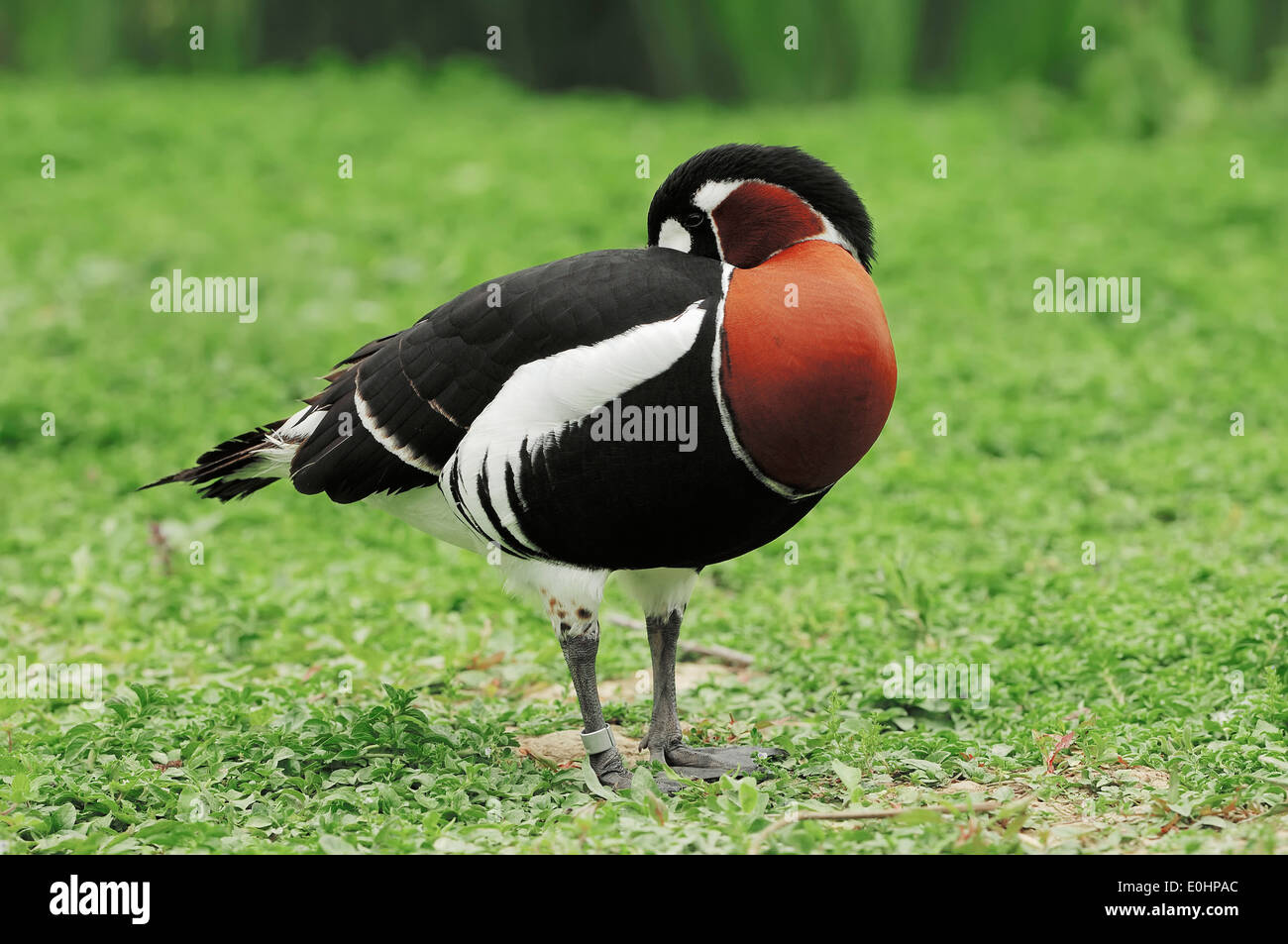 Red-breasted Goose (Branta ruficollis), Germany Stock Photo