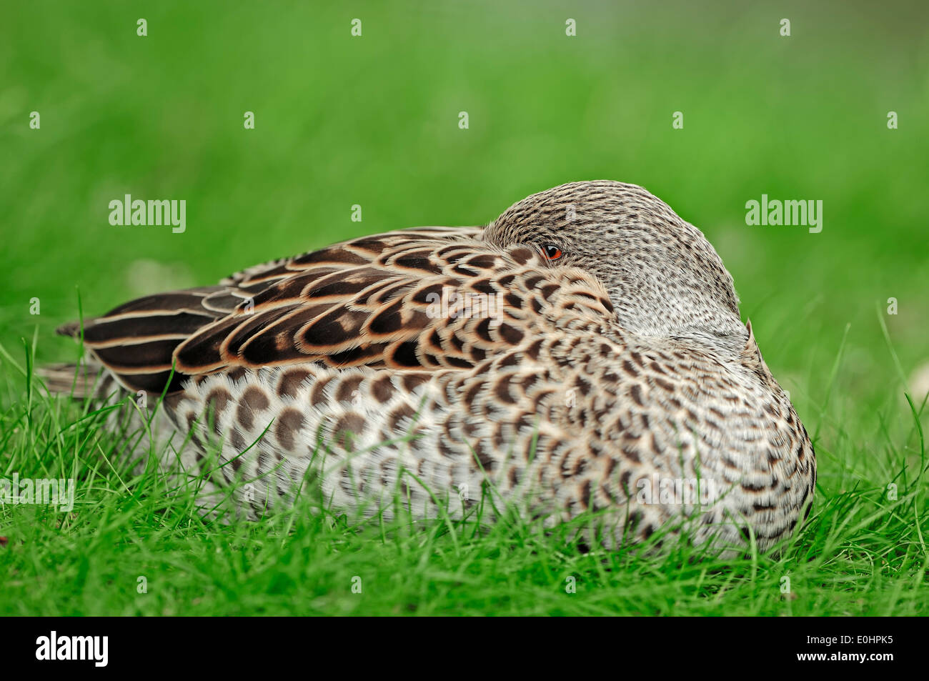 Cape Teal (Anas capensis) Stock Photo