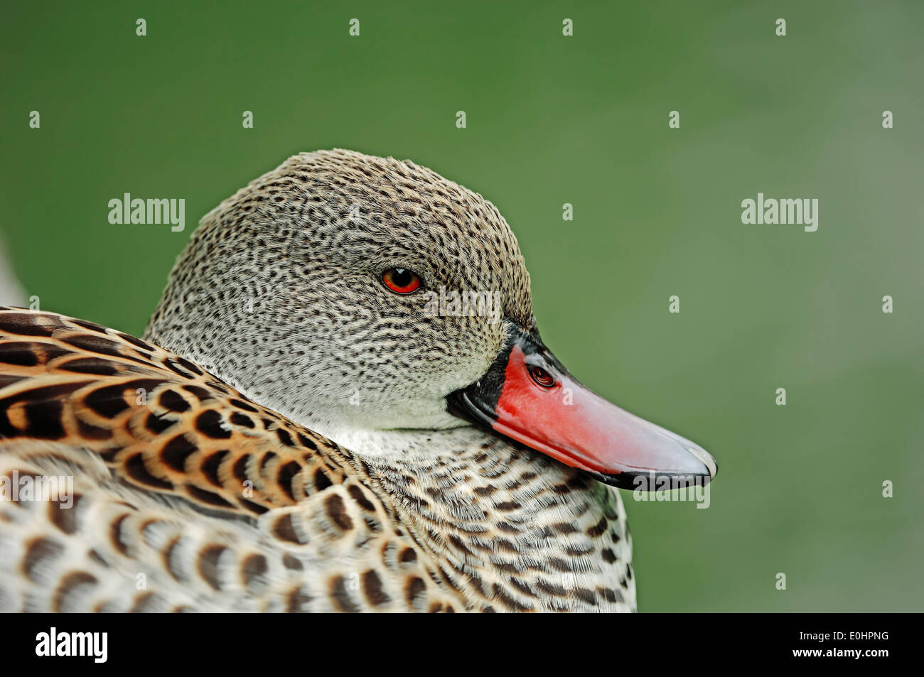 Cape Teal (Anas capensis) Stock Photo