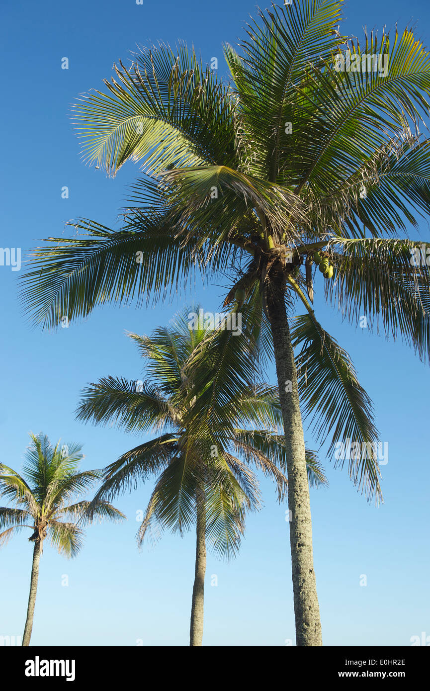 Palm trees on sky hi-res stock photography and images - Alamy