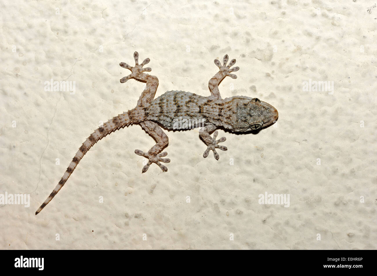 Moorish Gecko, Moorish Wall Gecko, Common Gecko or Crocodile Gecko Stock Photo 69232878 Alamy