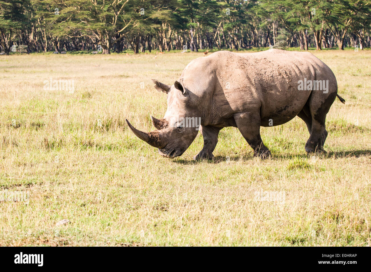 White rhinoceros or Square-lipped rhinoceros (Ceratotherium simum) Photographed in Tanzania Stock Photo