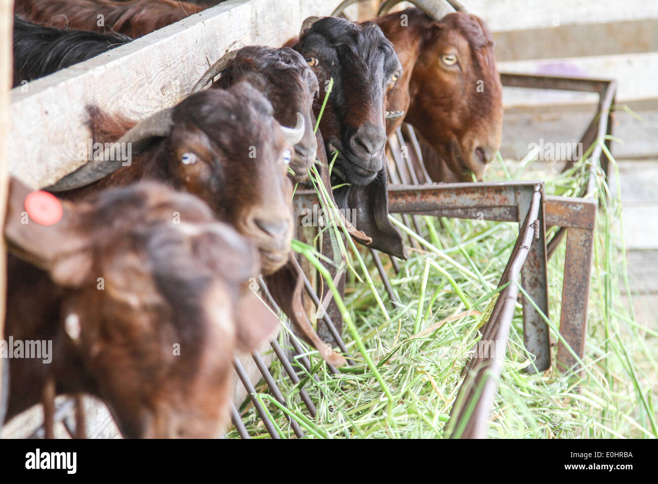 Goats eat hay in a dairy farm pen Stock Photo Alamy