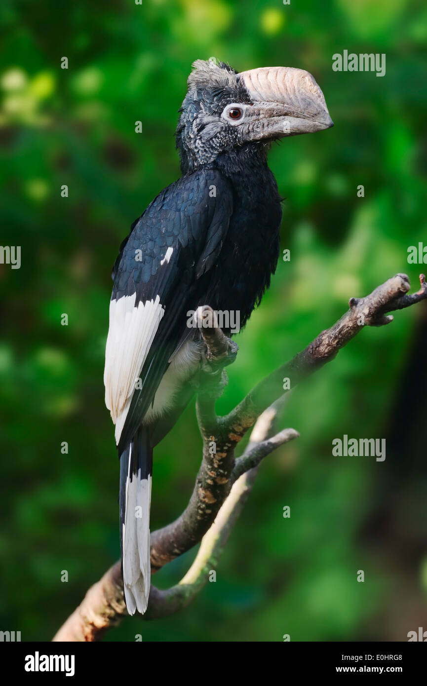 Black-and-white-casqued Hornbill or Grey-cheeked Hornbill (Bycanistes subcylindricus) Stock Photo