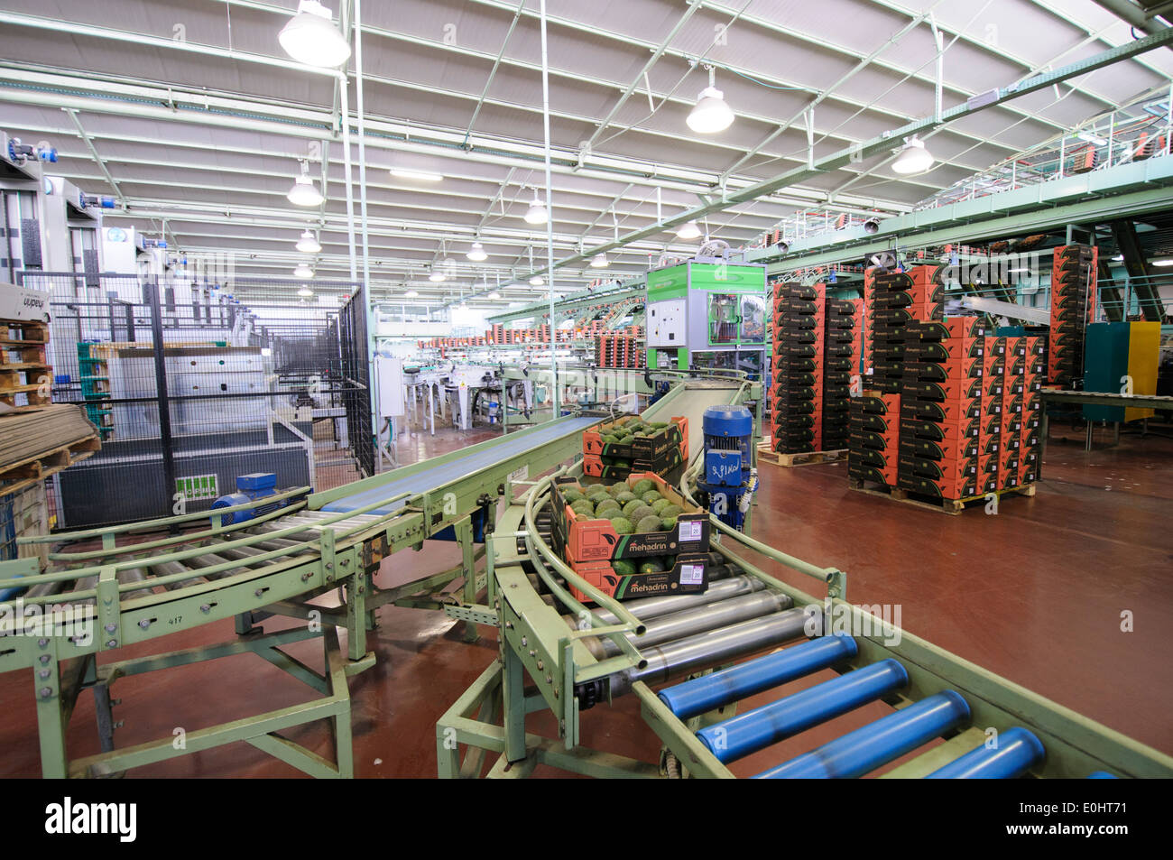 Computerized Avocado sorting and packing plant. Photographed in Israel Stock Photo