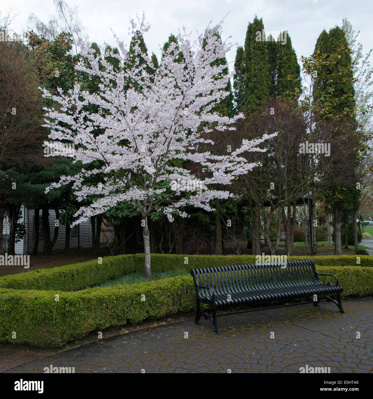Tree in Blossom at Northwest Railway Museum, Snoqualmie, Washington
