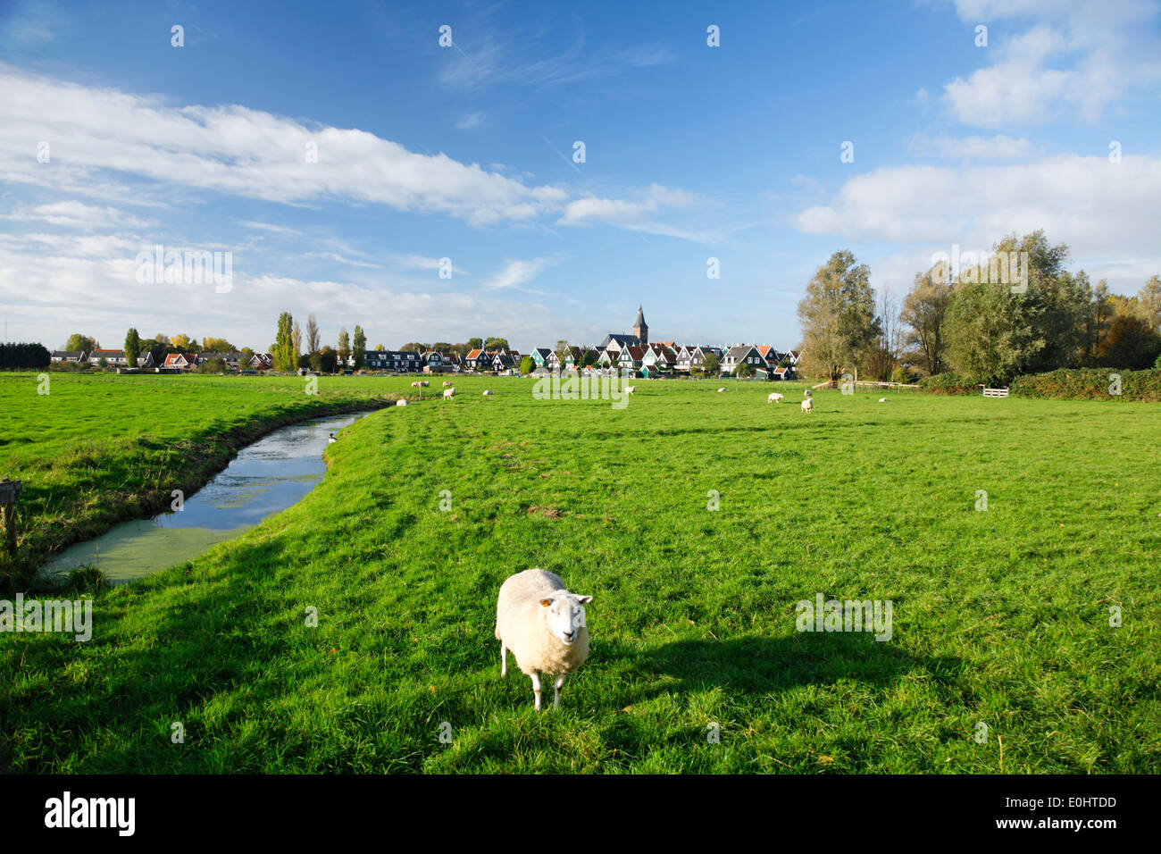 Niederlande, Marken, Dorf, Weide, Schafe Stock Photo