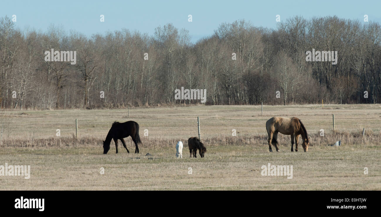 Horses grazing in a field, Manitoba, Canada Stock Photo