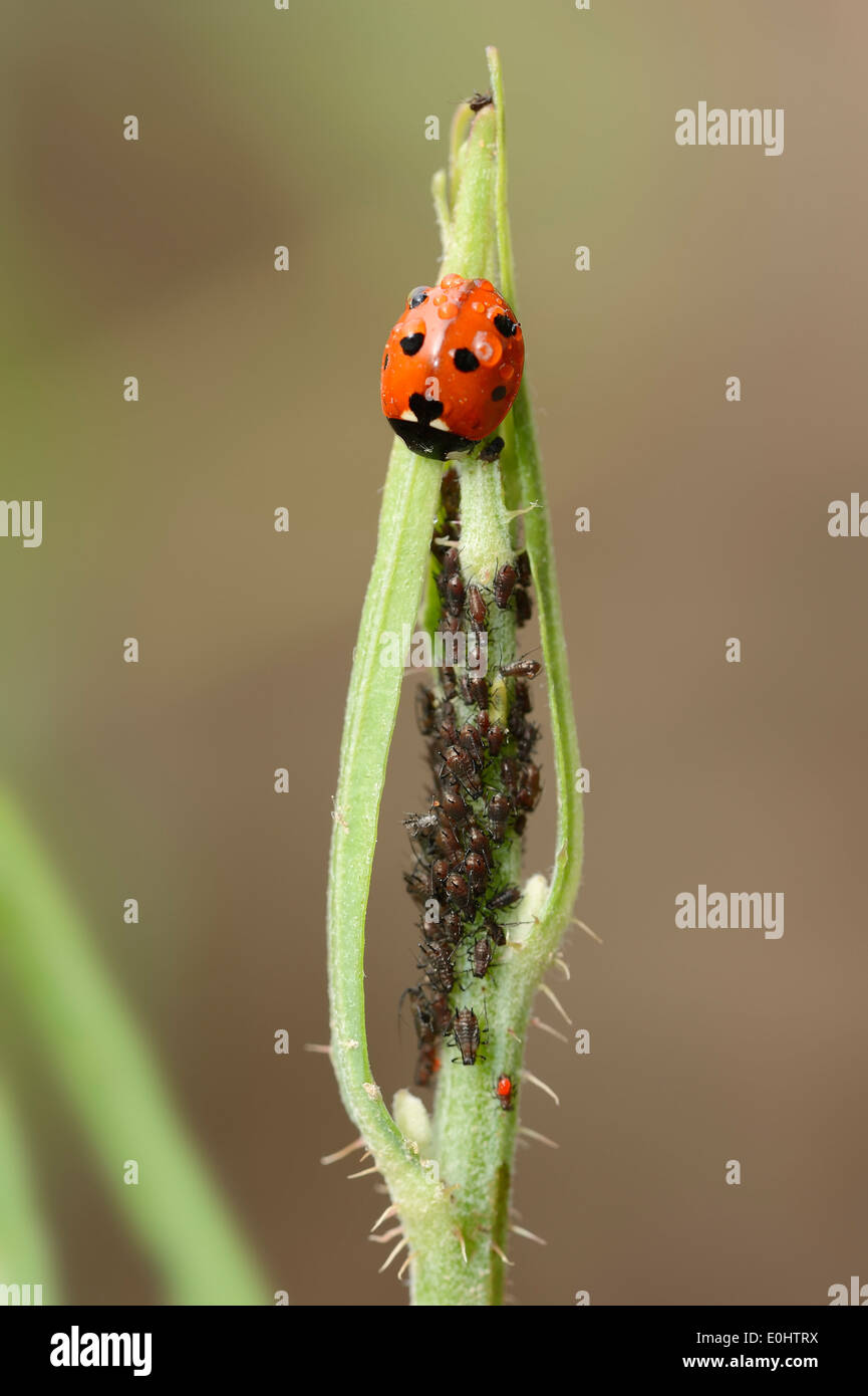 Seven-spot Ladybird or Seven-spotted Ladybug (Coccinella septempunctata) and Aphids (Aphidoidea spec.) Stock Photo