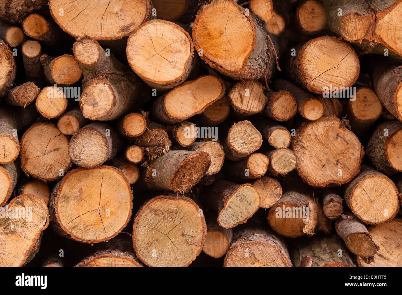 Clannish young fresh cut arranged firewood timber lumber Stock Photo
