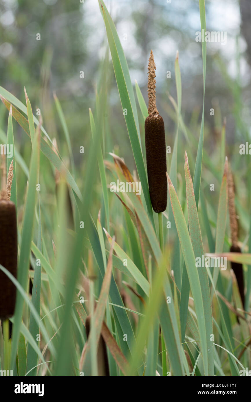 Cattail grass hi-res stock photography and images - Alamy