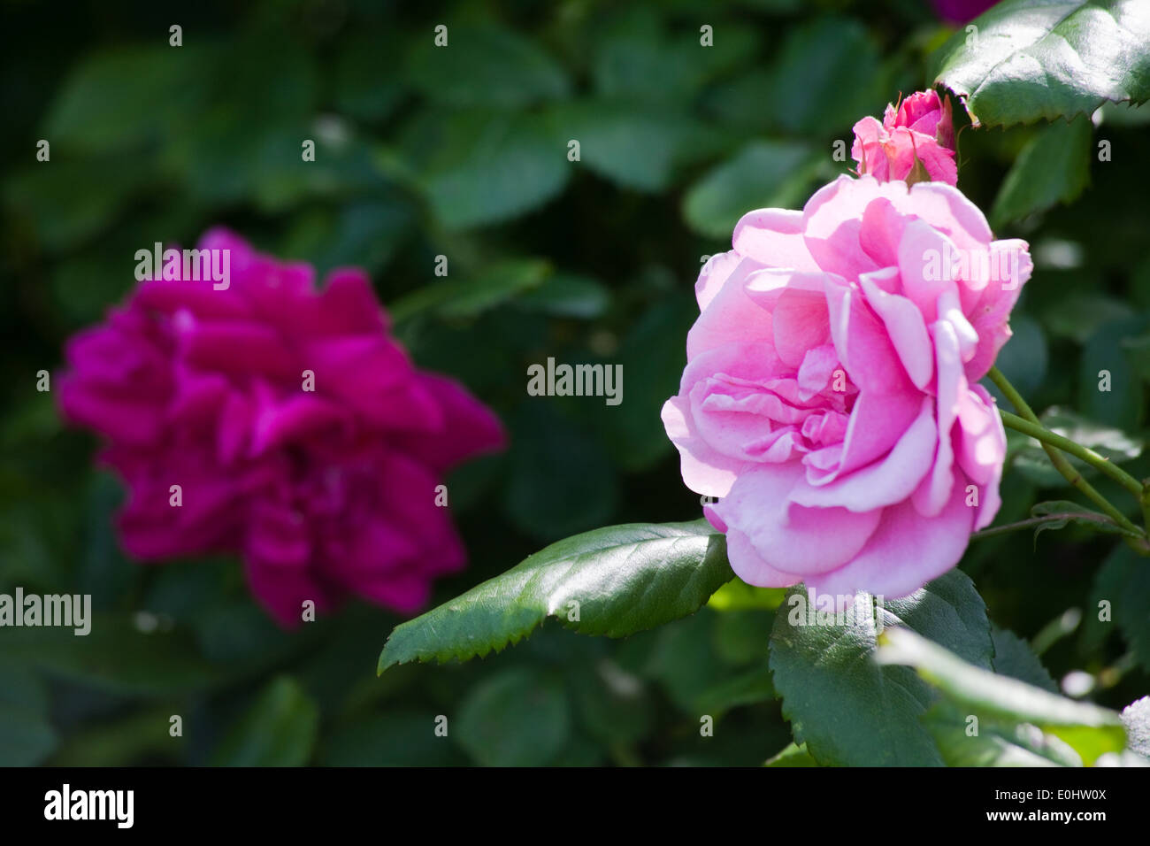 Rose rose hi-res stock photography and images - Alamy