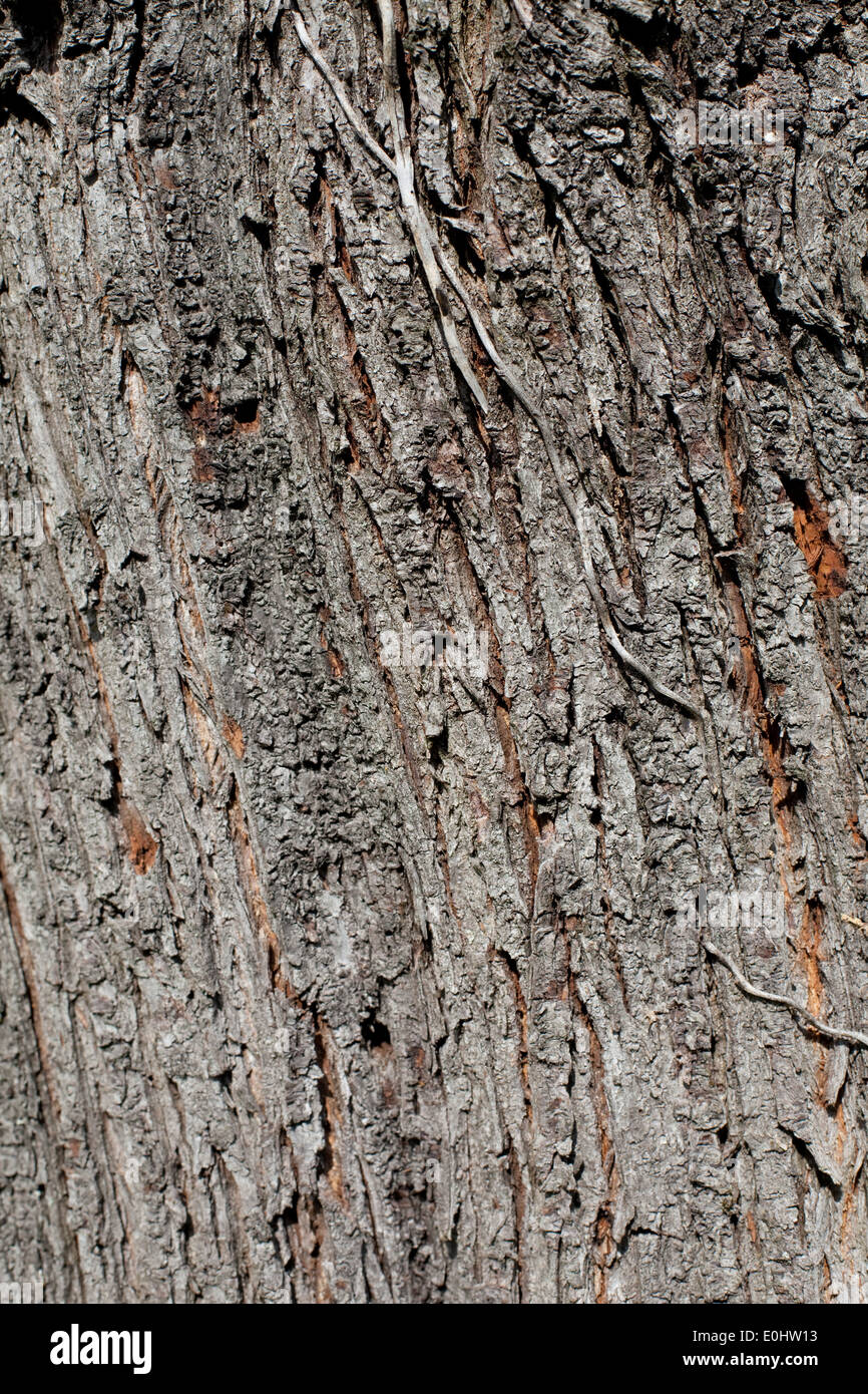 Baumrinde - Tree bark Stock Photo
