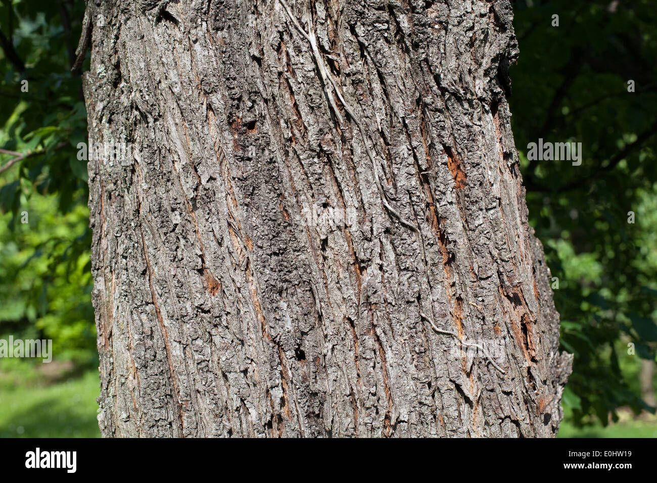 Baumrinde - Tree bark Stock Photo
