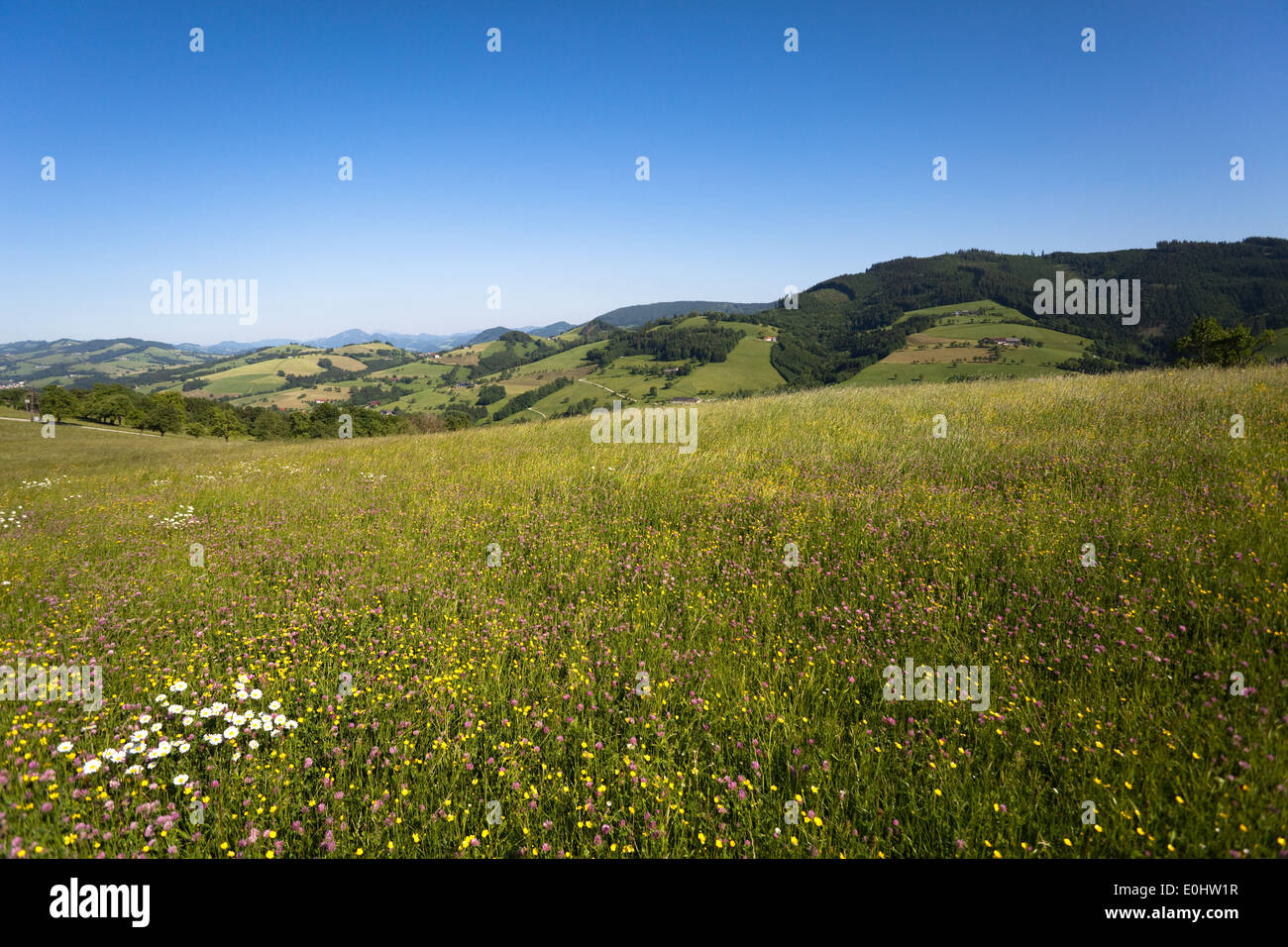 Wiese im Mostviertel - Meadow in Mostviertel Region Stock Photo