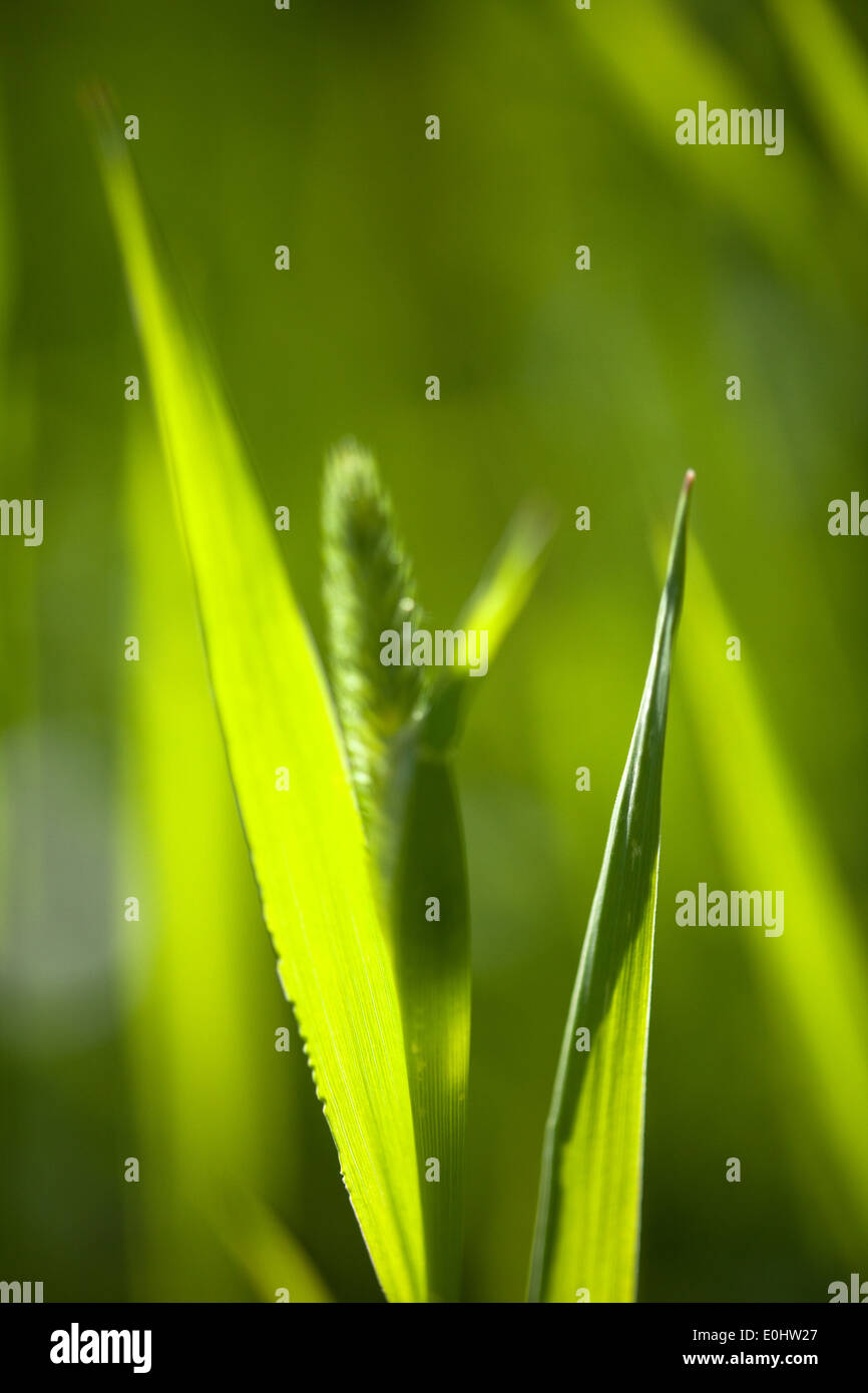 Grashalme - Grass Stock Photo