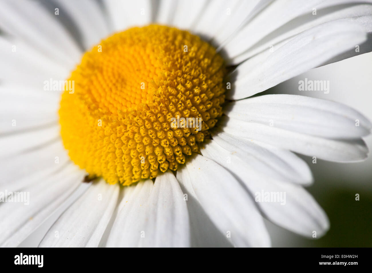 Margerite - White oxeye daisy Stock Photo