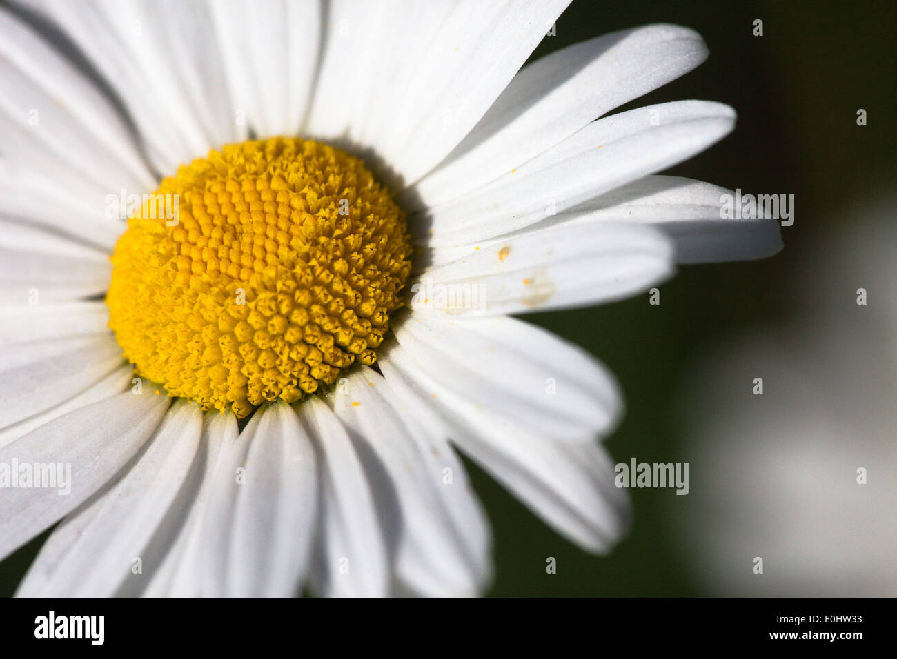 Margerite - White oxeye daisy Stock Photo