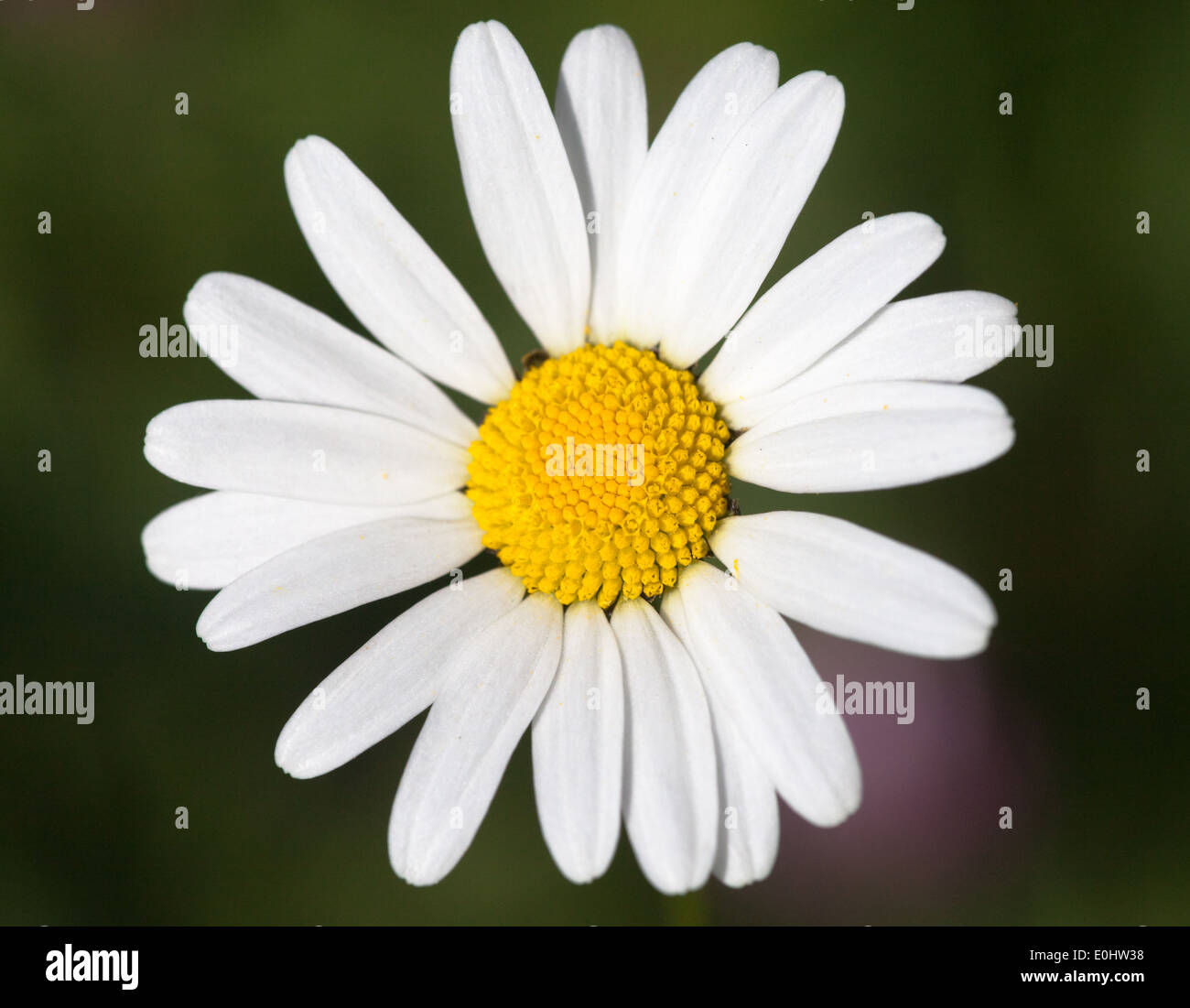 Margerite - White oxeye daisy Stock Photo