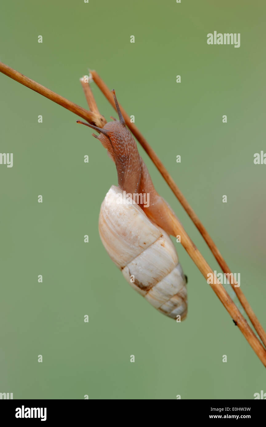 Snail (Zebrina detrita), Provence, Southern France Stock Photo