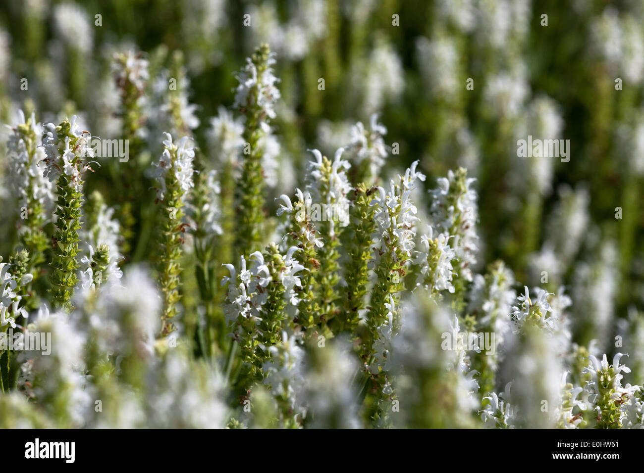 Steppen-Salbei, (Salvia nemorosa), DIE GARTEN TULLN 2009 - Sage, (Salvia nemorosa) Stock Photo