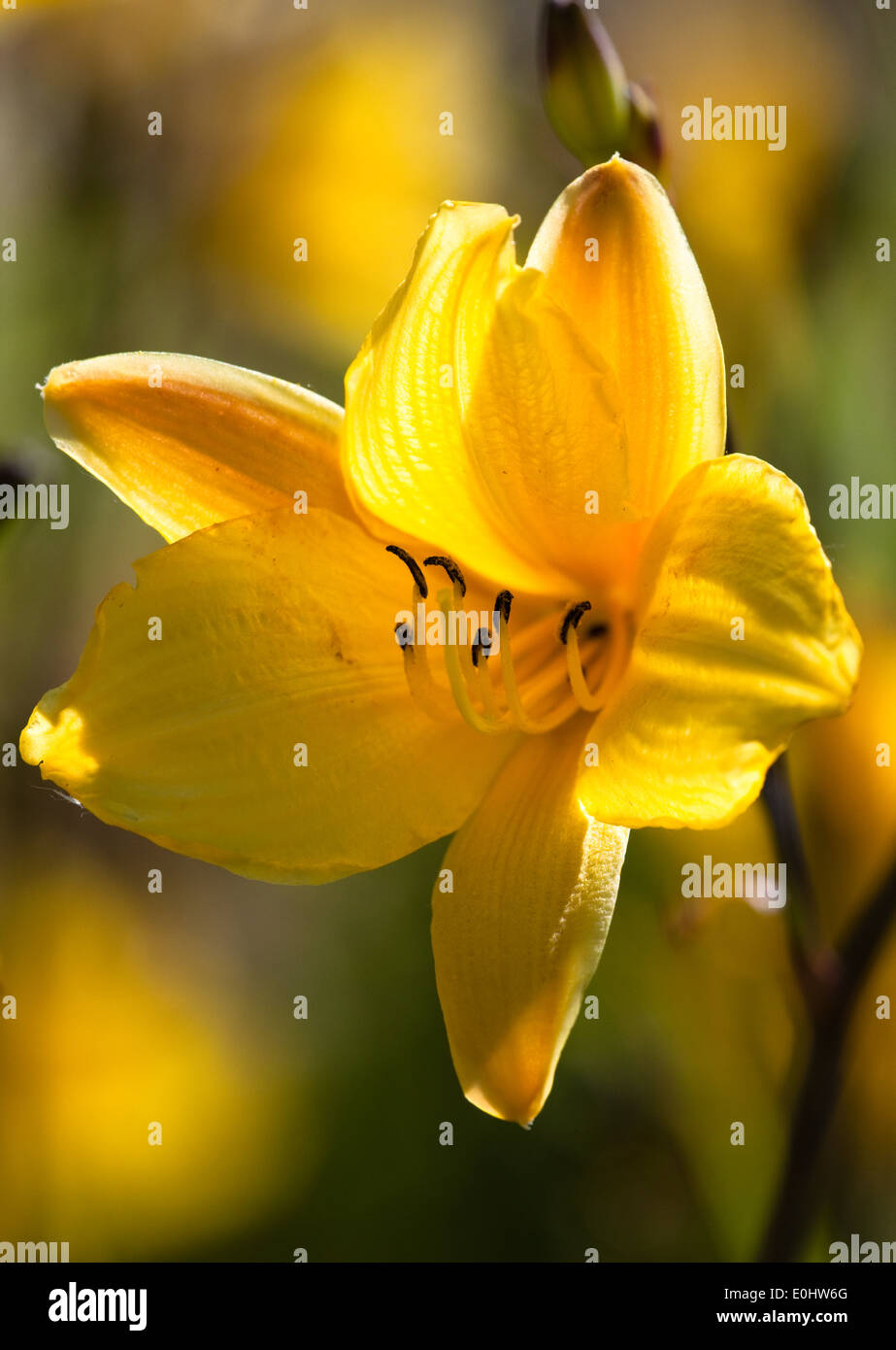 Taglilie, (Hemerocallis), DIE GARTEN TULLN 2009 - Daylily, (Hemerocallis) Stock Photo