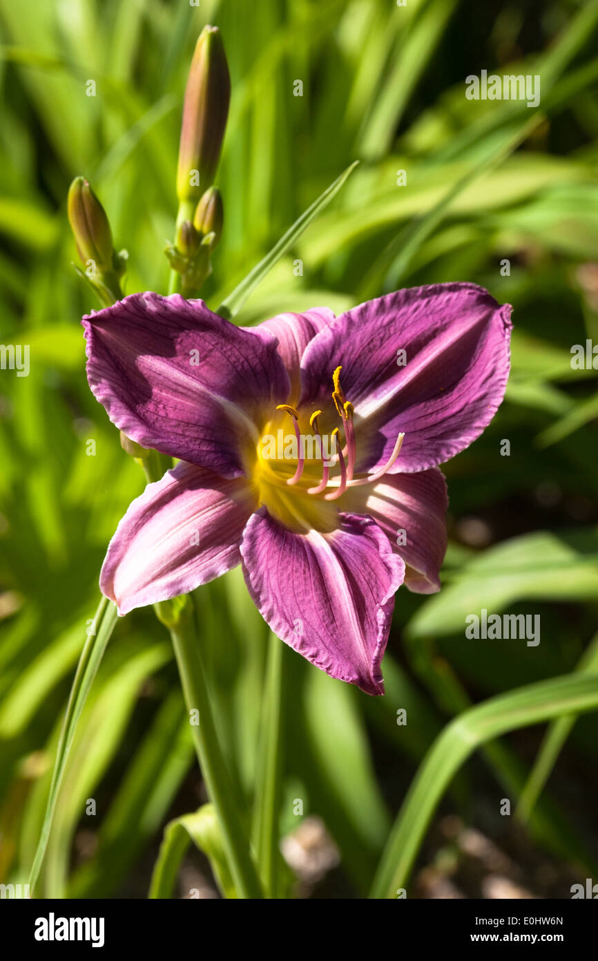 Taglilie, (Hemerocallis), DIE GARTEN TULLN 2009 - Daylily, (Hemerocallis) Stock Photo