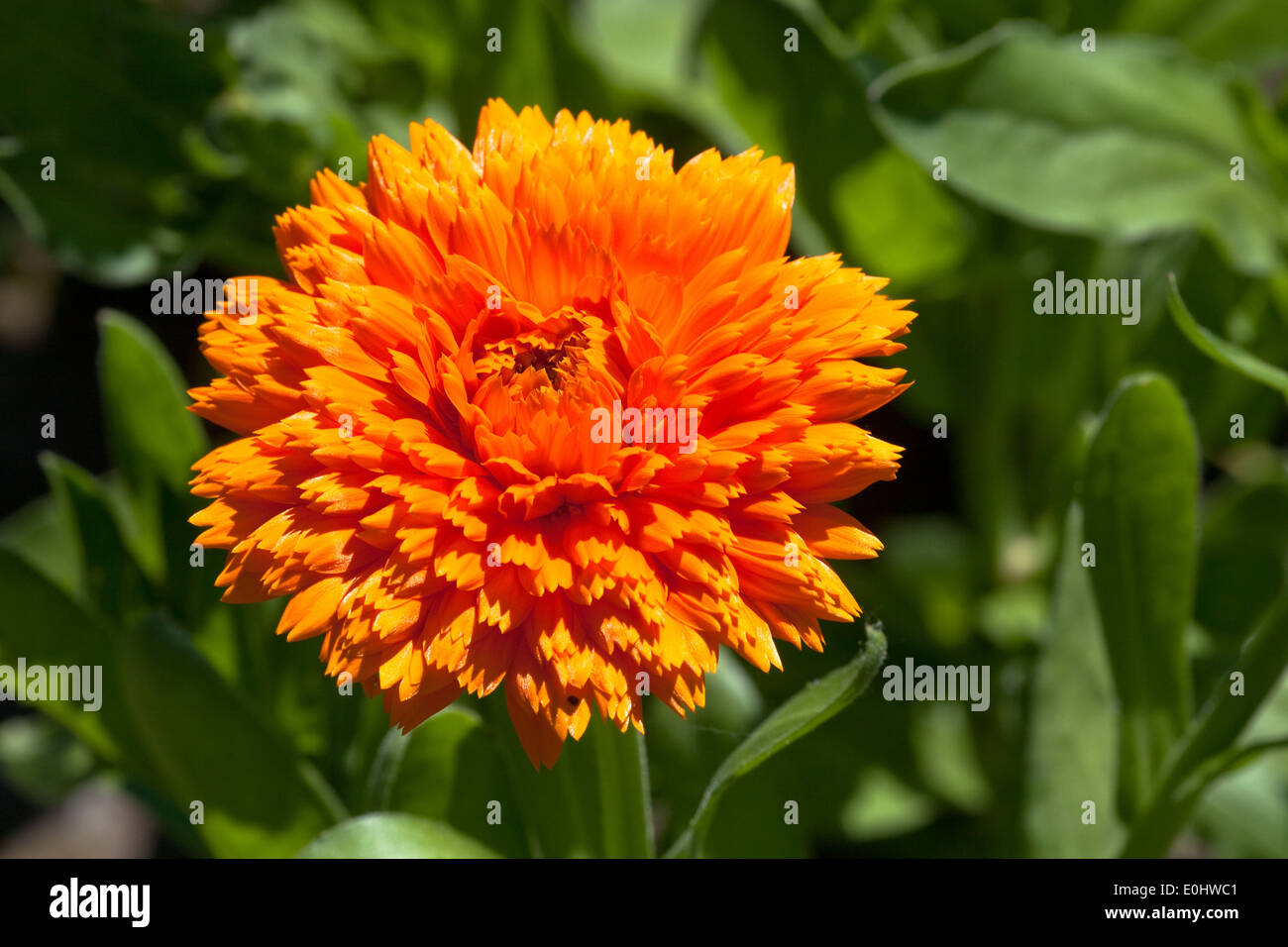 Gemeine Ringelblume, DIE GARTEN TULLN 2009 - Garden Marigold Stock Photo