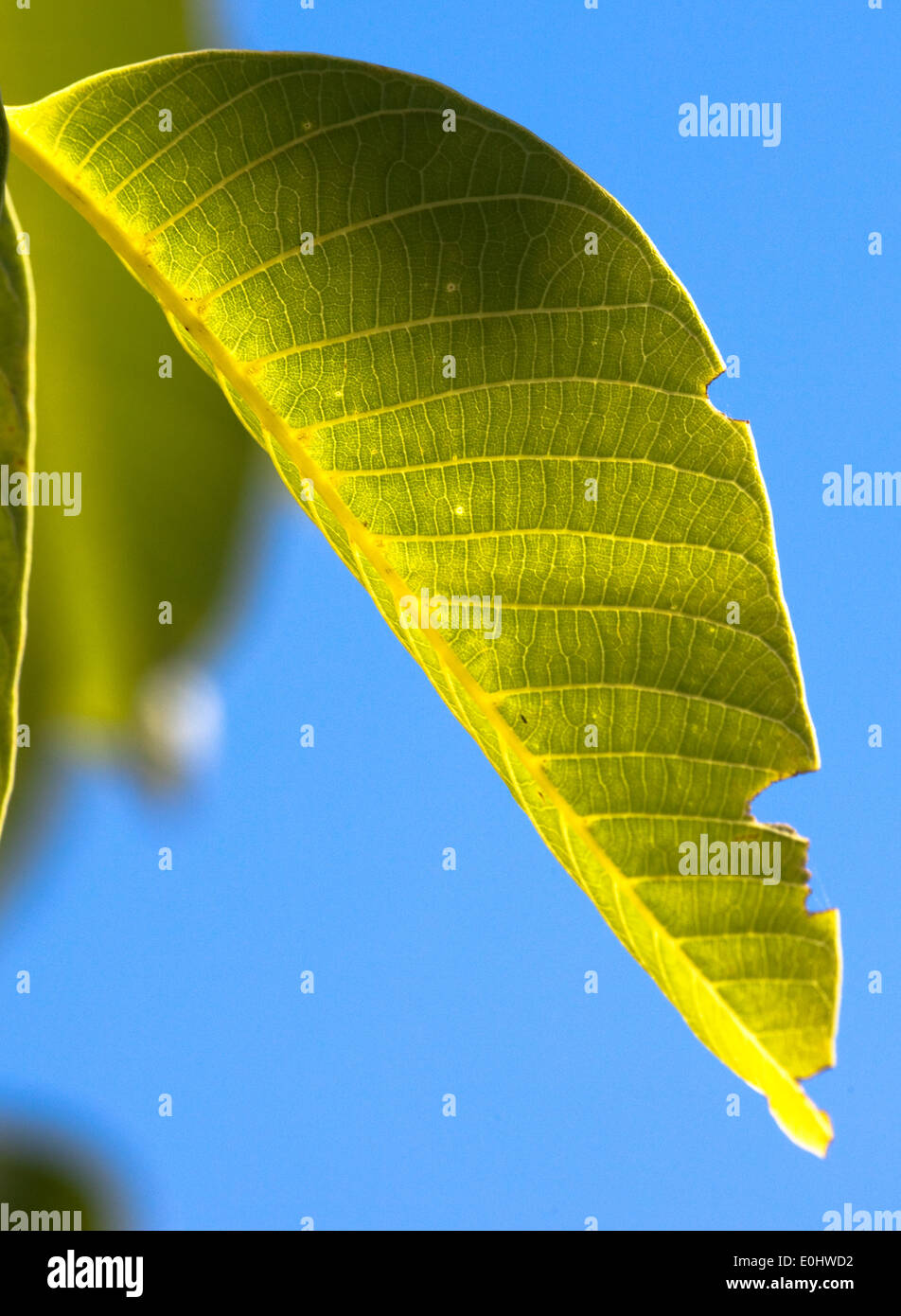 Nussbaumblatt, (Juglandaceae), DIE GARTEN TULLN 2009 - Walnut tree leaf, (Juglandaceae) Stock Photo