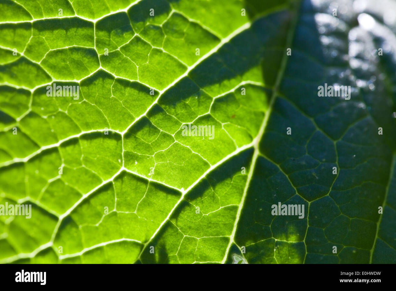 Sprossen-Kohl, Cambridge, (Brassica olerace), DIE GARTEN TULLN 2009 - Brassica olerace Stock Photo