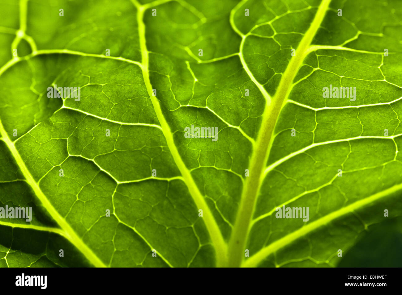 Sprossen-Kohl, Cambridge, (Brassica olerace), DIE GARTEN TULLN 2009 - Brassica olerace Stock Photo