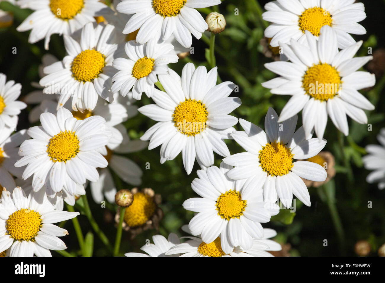 Margeriten, DIE GARTEN TULLN 2009 White OyEye Stock Photo Alamy