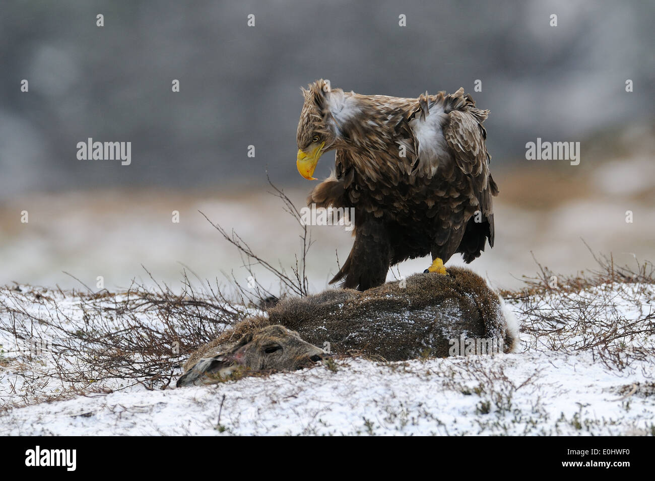 Golden Eagle with mountain hare as a prey on a plateau in the hills of Flatanger, Nord Trondelag in Norway Stock Photo