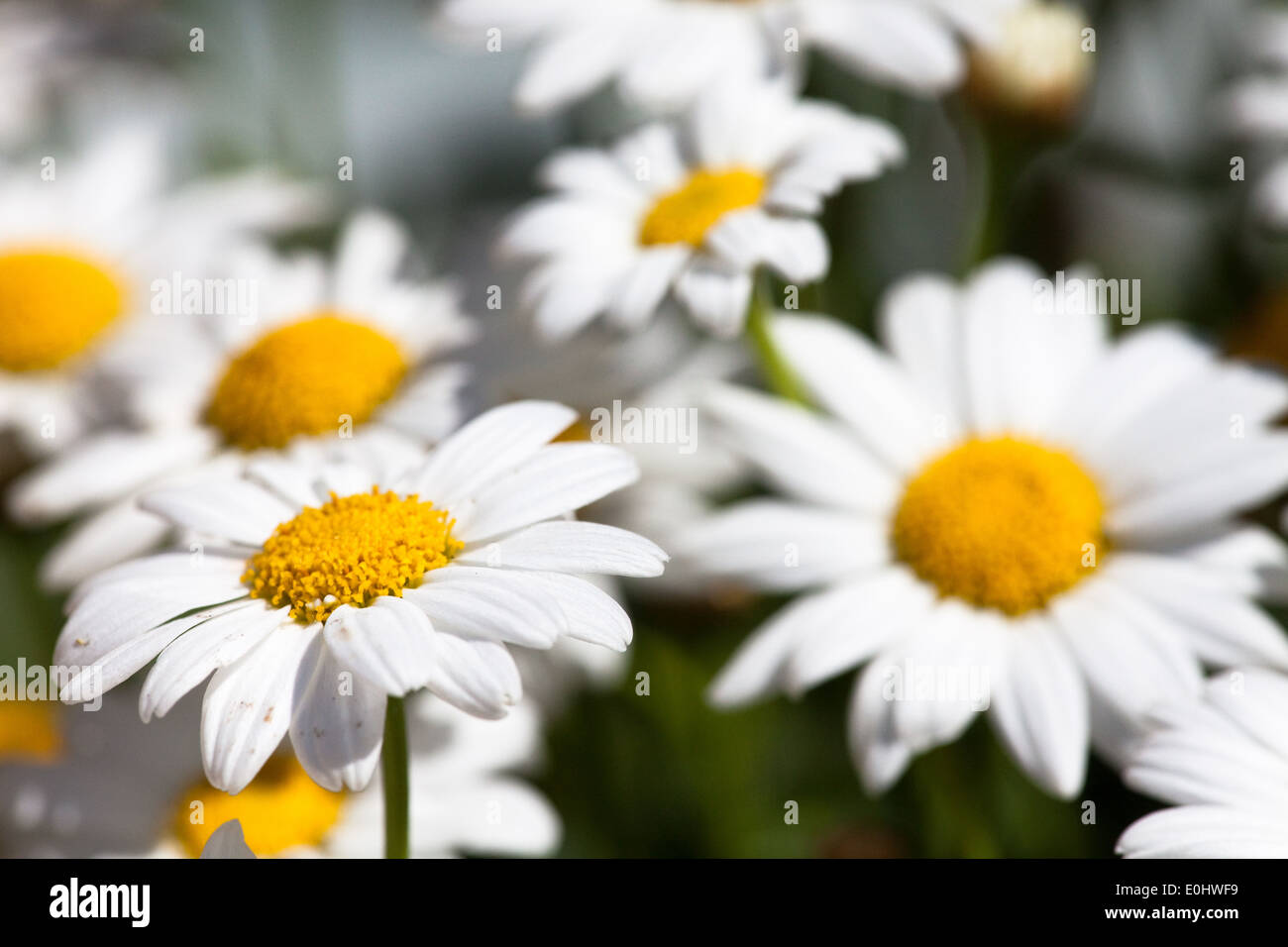 Margeriten, DIE GARTEN TULLN 2009 White OyEye Stock Photo Alamy