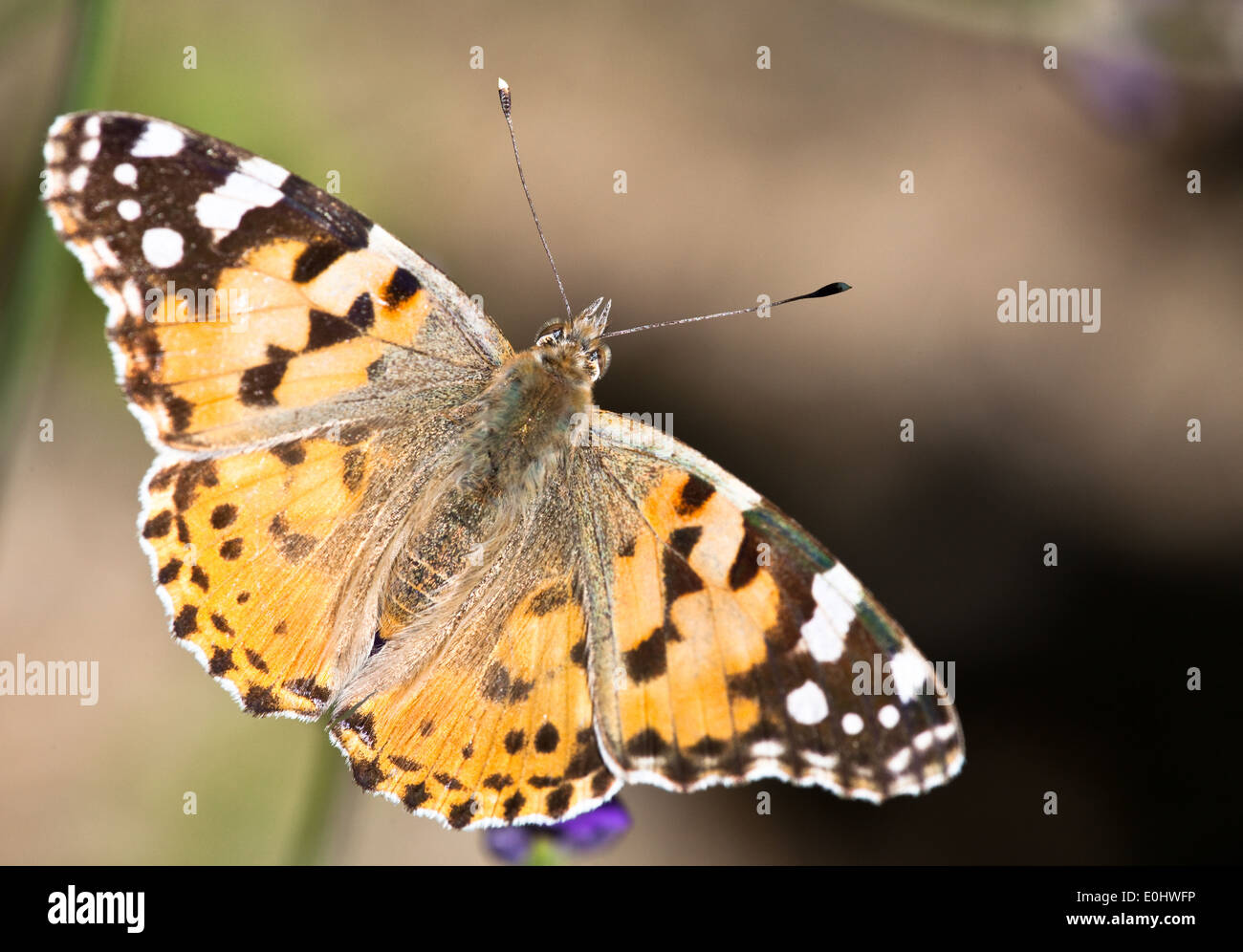 Distelfalter - Painted Lady Stock Photo - Alamy