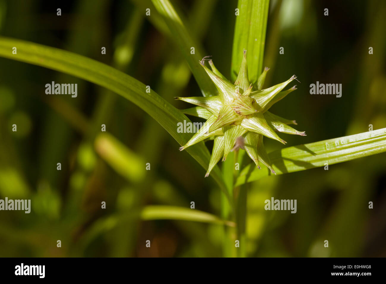 Morgenstern-Segge, (Carex grayi), DIE GARTEN TULLN 2009 - Carex, (Carex grayi) Stock Photo