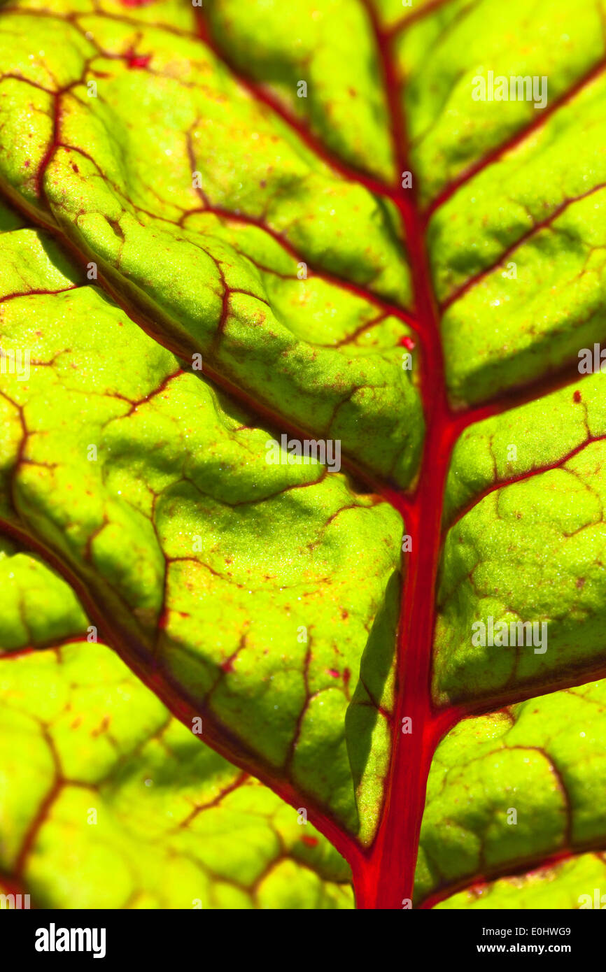 Mangold, Feurio, (Beta vulgaris), DIE GARTEN TULLN 2009 - Chard, (Beta vulgaris) Stock Photo